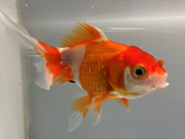 きんぎょ  オランダ 21番 全長約10.5センチ 金魚 kingyo 金魚生体 きんぎょ