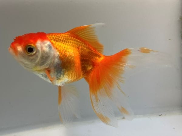 鳳凰オランダ 2番 全長約14センチ 金魚 kingyo 金魚生体