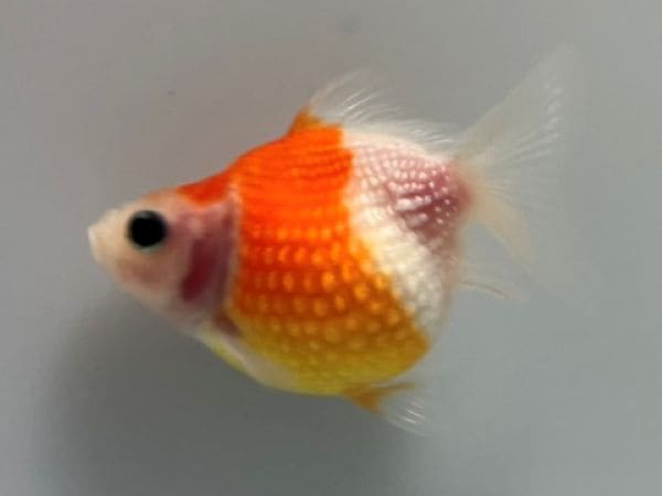 国産ちょうちんパール 21番 全長約5.5センチ 金魚 kingyo 金魚