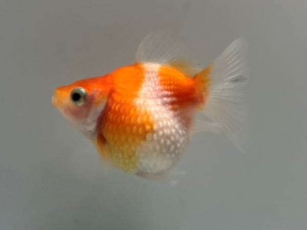 きんぎょページ Amazon | クロスステッチ 図案印刷 金魚 14ct 刺しゅうセット