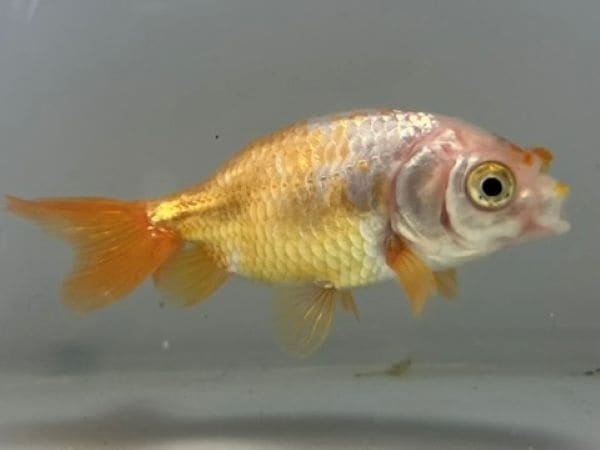 大阪らんちゅう 12番 全長約8センチ 金魚 kingyo 金魚生体