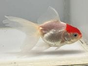 ðĺ��1�֡���Ĺ��7.5���������� kingyo ������� ���󤮤�