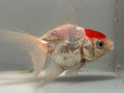 ðĺ��1�֡���Ĺ��8���������� kingyo ������� ���󤮤�