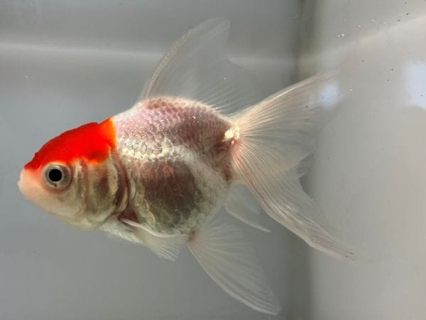 丹頂 1番 全長約9センチ 金魚 kingyo 金魚生体 きんぎょ | 丹 頂