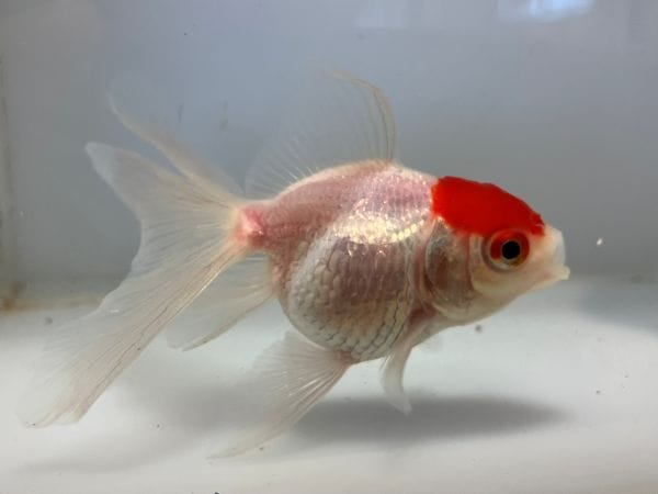 飯田高頭丹頂 1番 全長約14センチ 金魚 kingyo 金魚生体