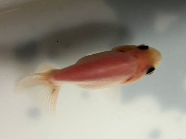 紗羅らん オーロラサフラ［ZA］ | TECTURE（テクチャー）