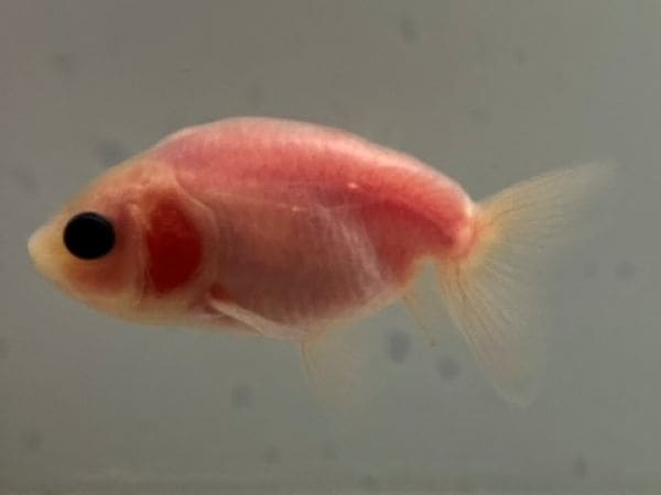 シルクランチュウ 1番 全長約7センチ 金魚 kingyo 金魚生体