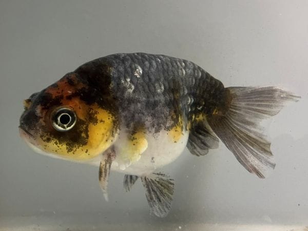 『きんぎょ』 墨江戸錦 2番 全長約11センチ 金魚 kingyo 金魚生体 きんぎょ | 江戸錦