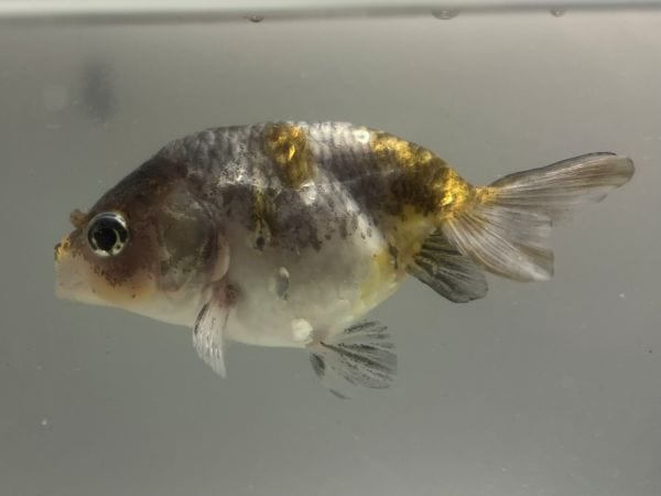 江戸錦 8尾セット★全長7cm前後・写真の個体をお届け・エドニシキ・キャリコらんちゅう・金魚・キンギョ・KINGYO【お届け地域制限あり】 江戸錦(エドニシキ）｜金魚｜熱帯魚図鑑｜﻿熱帯魚のことなら『みずもの