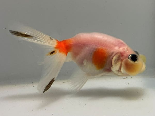 中国産フロッグヘッド 1番 全長約10センチ 金魚 kingyo 金魚生体