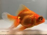 �֥ǥᥭ��3�֡���Ĺ��11���������� kingyo ������� ���󤮤�