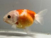 ���ӡ�13�֡���Ĺ��10���������� kingyo ������� ���󤮤�