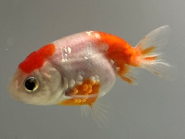 キンギョ サラサ和金 11番 全長約8センチ 金魚 kingyo 金魚生体 きんぎょ