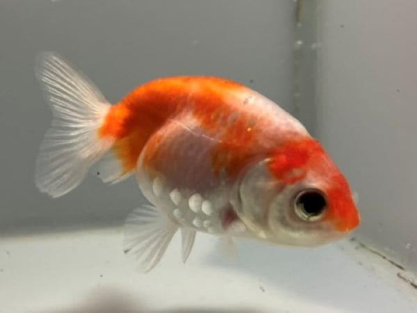 桜錦 1番 全長約11.5センチ 金魚 kingyo 金魚生体 きんぎょ | 桜