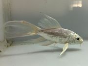 �ҥ�ʥ�������2�֡���Ĺ��10���������� kingyo ������� ���󤮤�