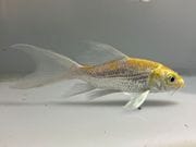 �ҥ�ʥ�������3�֡���Ĺ��11���������� kingyo ������� ���󤮤�