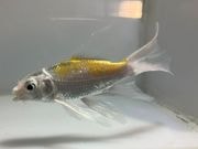 �ҥ�ʥ�������4�֡���Ĺ��10���������� kingyo ������� ���󤮤�