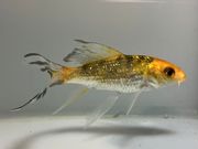 �ҥ�ʥ�������5�֡���Ĺ��11���������� kingyo ������� ���󤮤�