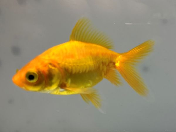 赤富士に鳳凰 (ホワイト・黄金のII) 金マット15号(86cm× 74cm) 赤富士に鳳凰 (ホワイト・黄金のII) 金マット15号(86cm× 74cm) Art