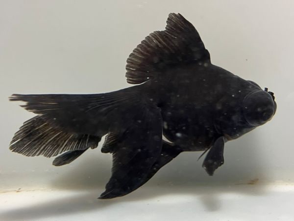 ���ǥᥭ��1�֡���Ĺ��11���������� kingyo ������� ���󤮤�