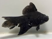 ���ǥᥭ��1�֡���Ĺ��11���������� kingyo ������� ���󤮤�