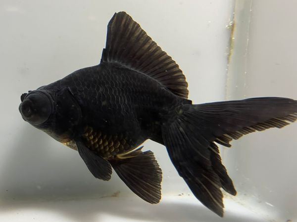 金魚と金魚雑貨は「きんぎょ本舗」