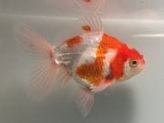 ˱�४������13�֡���Ĺ��10���������� kingyo ������� ���󤮤�