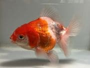 ˱�४������14�֡���Ĺ��10���������� kingyo ������� ���󤮤�