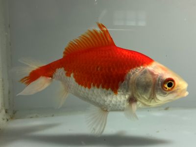 ジャンボオランダ | きんぎょ本舗