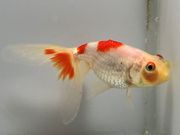 ��ˢ�㡡1�֡���Ĺ��9.5���������� kingyo ������� ���󤮤�