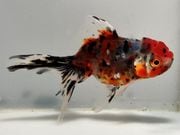 ���ĥ����ޡ�12�֡���Ĺ��10���������� kingyo ������� ���󤮤�