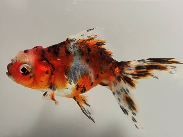 東 錦 | きんぎょ本舗