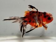 ���ĥ����ޡ�13�֡���Ĺ��10���������� kingyo ������� ���󤮤�