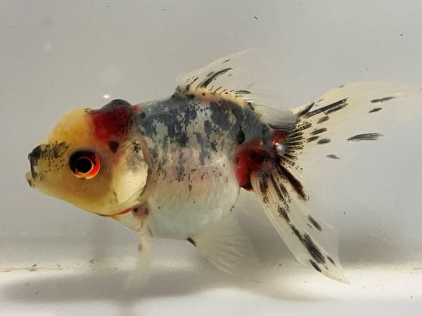 東 錦 | きんぎょ本舗