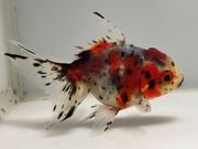 ���ĥ����ޡ�14�֡���Ĺ��10���������� kingyo ������� ���󤮤�