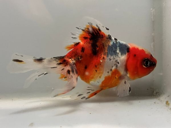 東 錦 | きんぎょ本舗