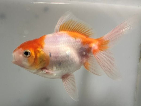 金魚　様 桜アズマ 1番 全長約12センチ 金魚 kingyo 金魚生体 きんぎょ | 東 錦