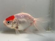 ðĺ��3�֡���Ĺ��8���������� kingyo ������� ���󤮤�