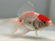 ðĺ��5�֡���Ĺ��8���������� kingyo ������� ���󤮤�