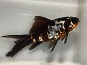 �ϼ�ʸ�⡡2�֡���Ĺ��16���������� kingyo ������� ���󤮤�