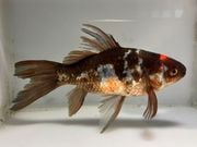 �ϼ�ʸ�⡡3�֡���Ĺ��16���������� kingyo ������� ���󤮤�