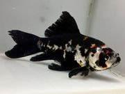 �ϼ�ʸ�⡡4�֡���Ĺ��15���������� kingyo ������� ���󤮤�