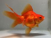 ����ΰ�⡡24�֡���Ĺ��10���������� kingyo ������� ���󤮤�