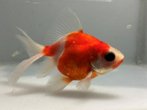 桜琉金 | きんぎょ本舗