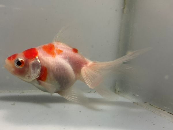 桜琉金 | きんぎょ本舗