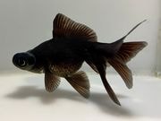 ���ӥå��ǥᥭ��1�֡���Ĺ��10���������� kingyo ������� ���󤮤�