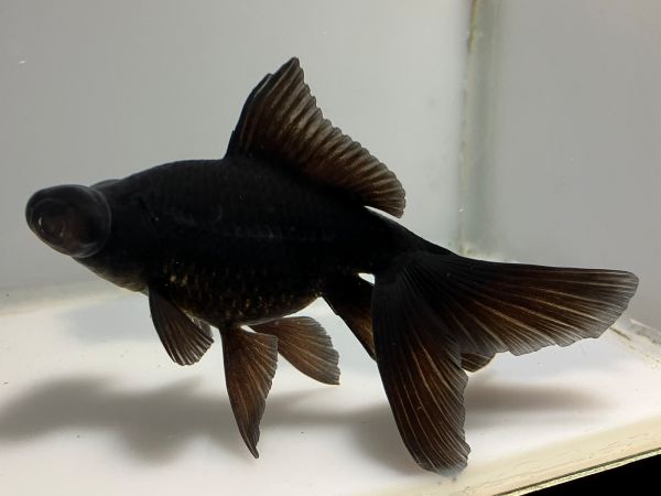 中国ビッグデメキン 4番 全長約12センチ 金魚 kingyo 金魚生体