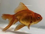 ��⡡4�֡���Ĺ��9���������� kingyo ������� ���󤮤�