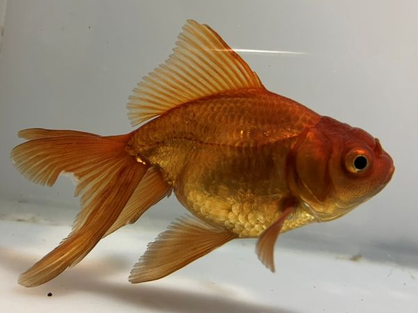 きんぎょページ 金魚と金魚雑貨は「きんぎょ本舗」商品一覧