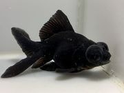 ���ǥᥭ��2�֡���Ĺ��11���������� kingyo ������� ���󤮤�